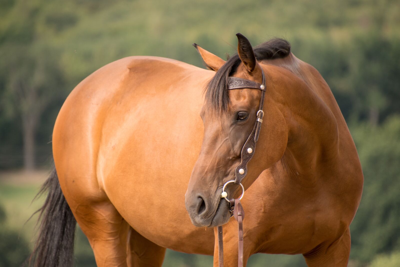 Nikon D3300 sample photo. Horse, portrait, animal photography