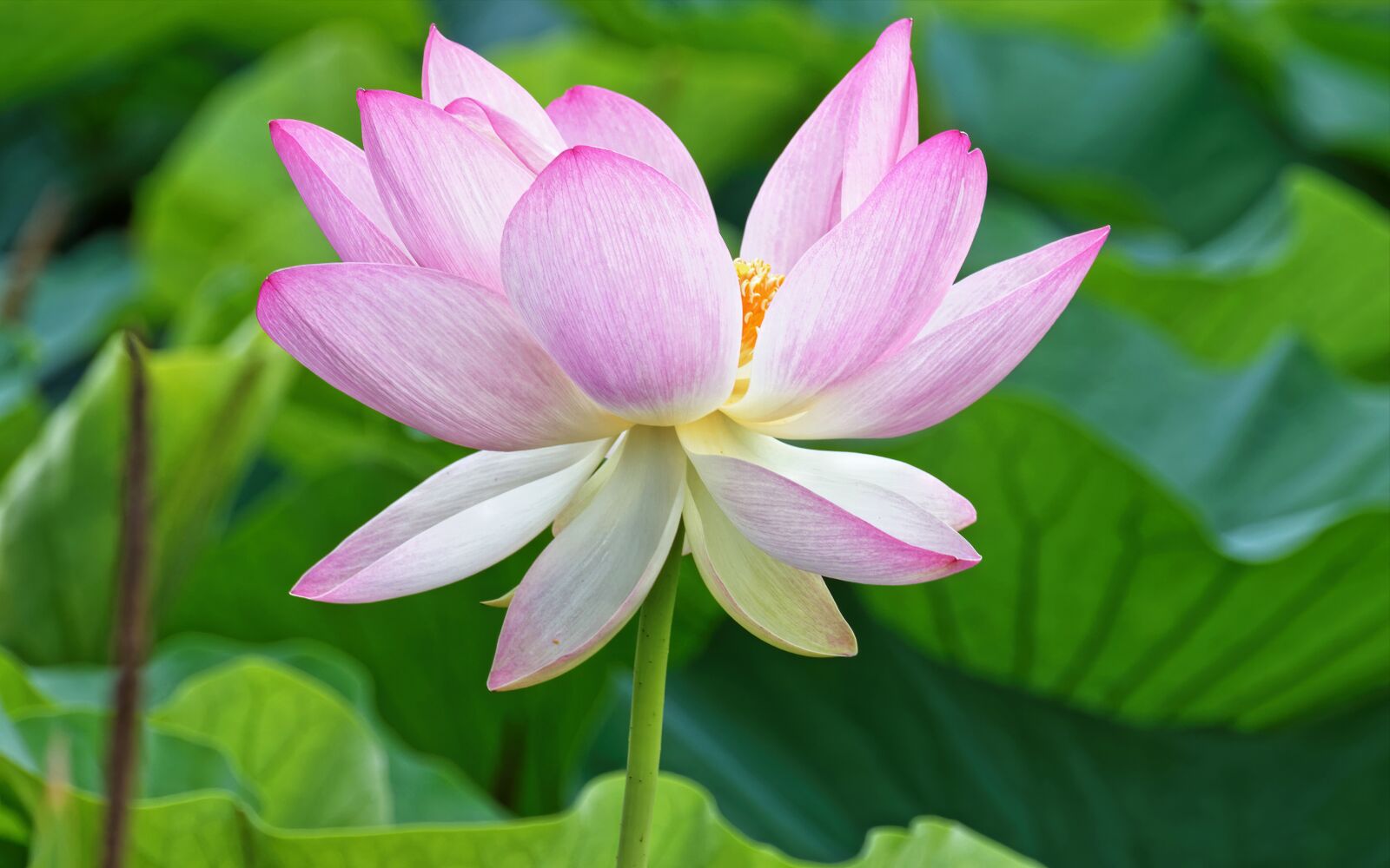Nikon D5300 sample photo. Flower, lotus, pink photography
