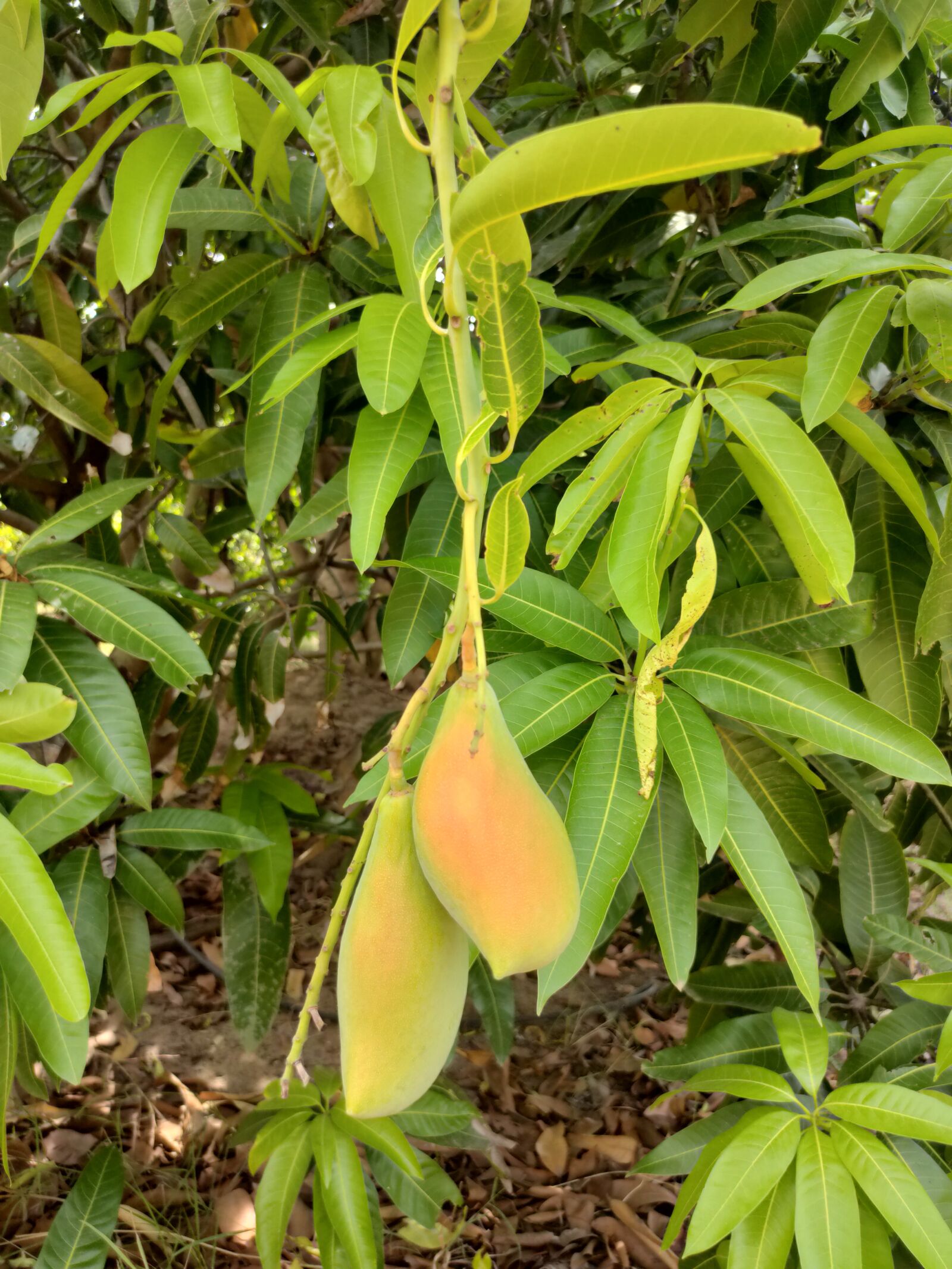 Realme XT sample photo. Mango, garden, nature photography