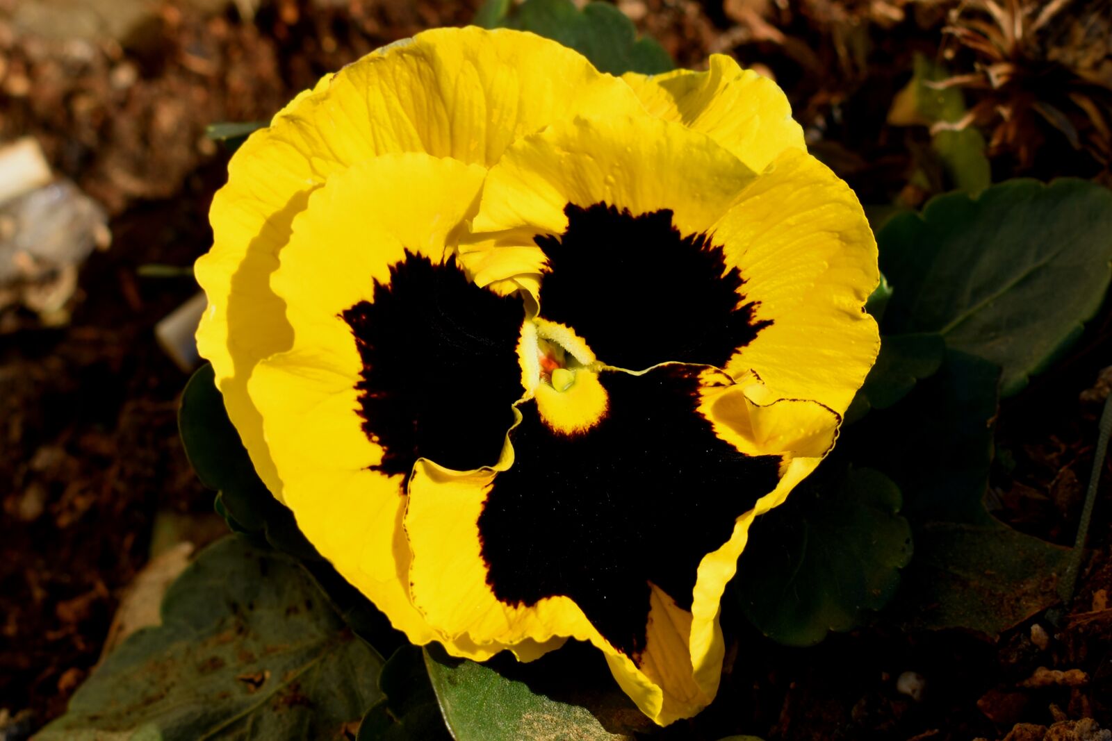 Nikon D3500 sample photo. Viola, pansy, flower photography