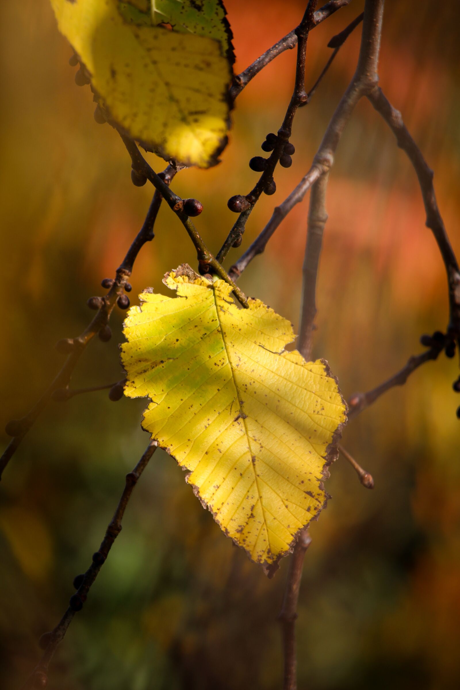 Canon EOS 700D (EOS Rebel T5i / EOS Kiss X7i) sample photo. Fall, autumn, colour photography