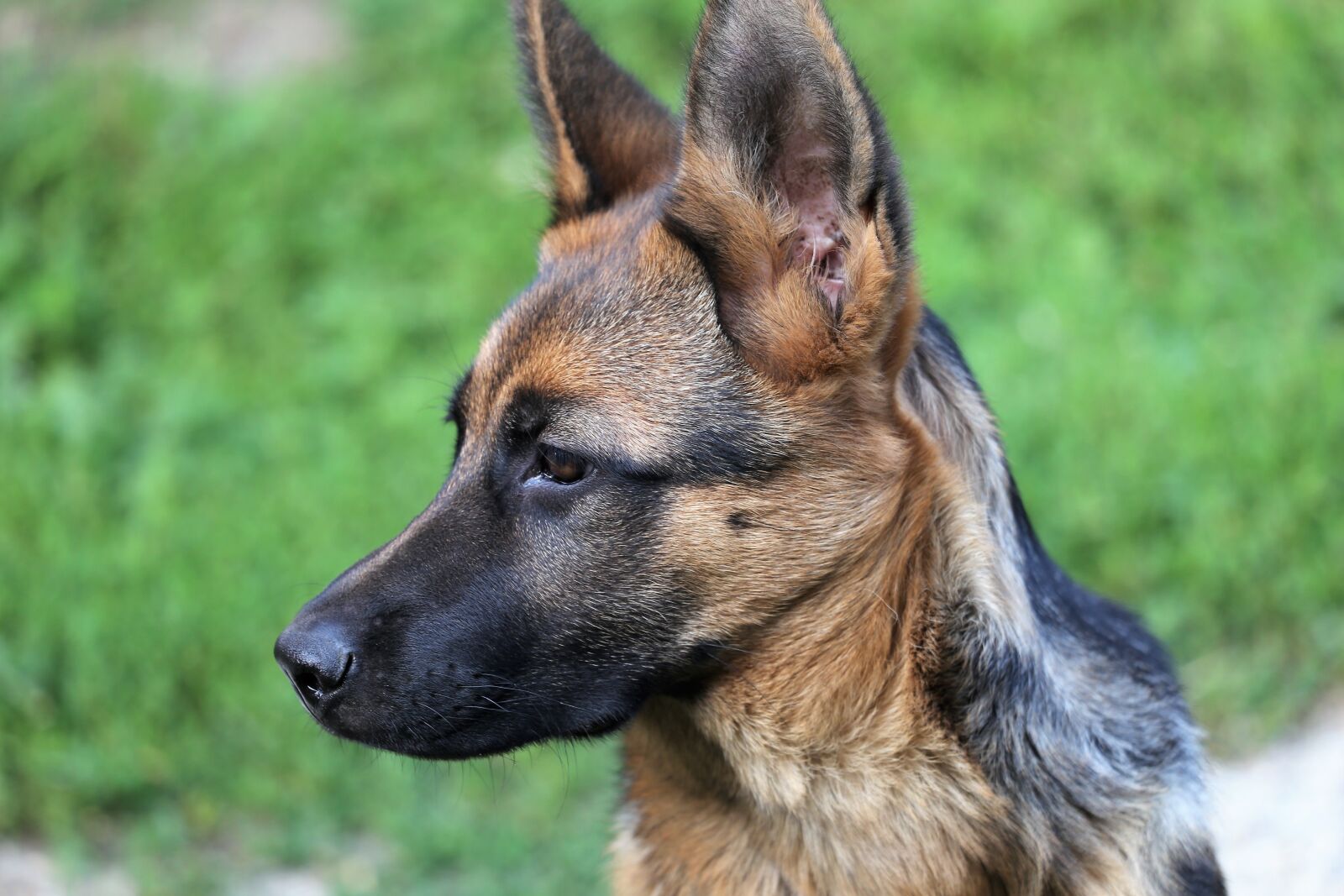 Canon EOS 6D sample photo. Young german shepherd, female photography