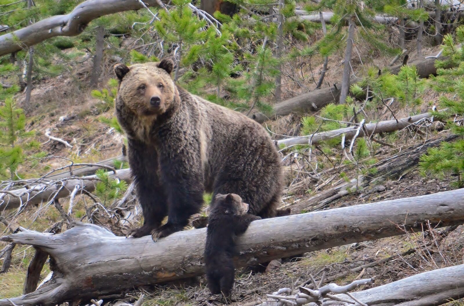 Nikon D5100 sample photo. Brown bears, sow, cub photography