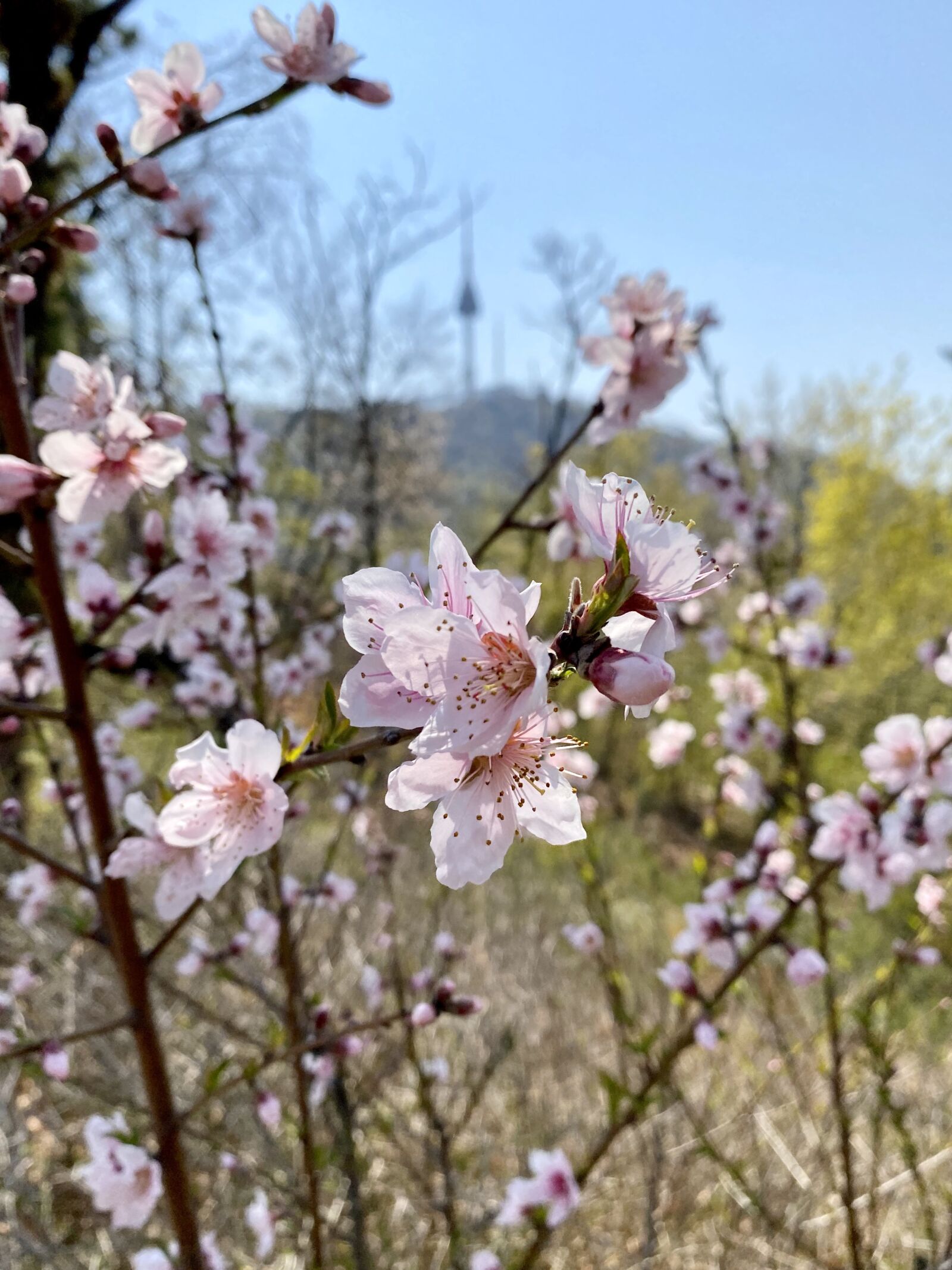 Apple iPhone 11 Pro sample photo. Cherry blossom, cherryblossom, pink photography