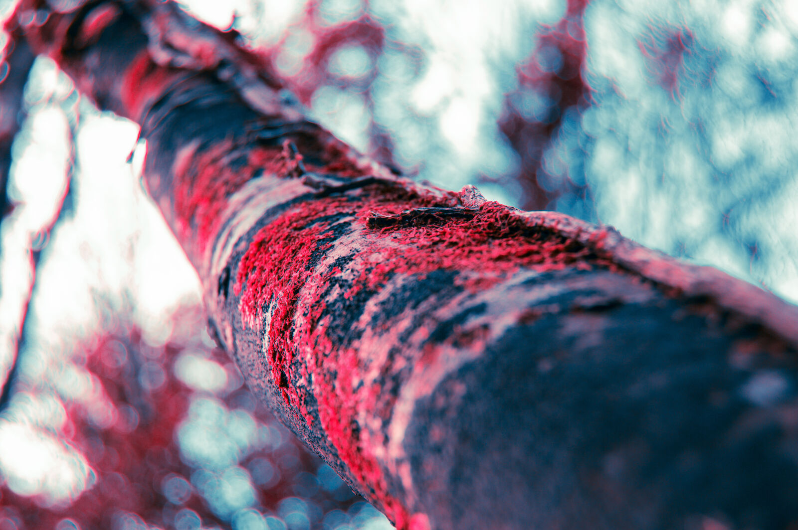 Nikon D3200 sample photo. Autumn, branch, crimson, forest photography