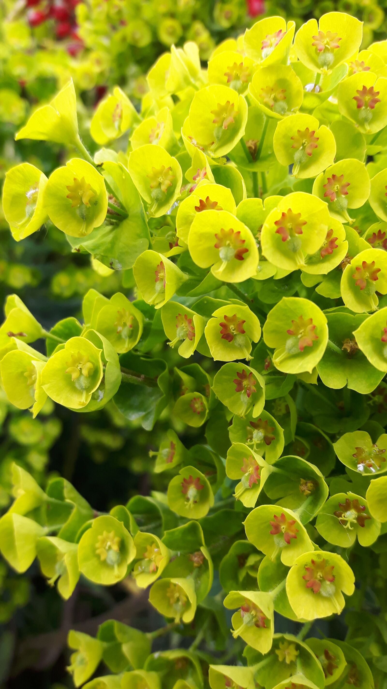 Samsung Galaxy S5 Neo sample photo. Flower, green, yellow photography