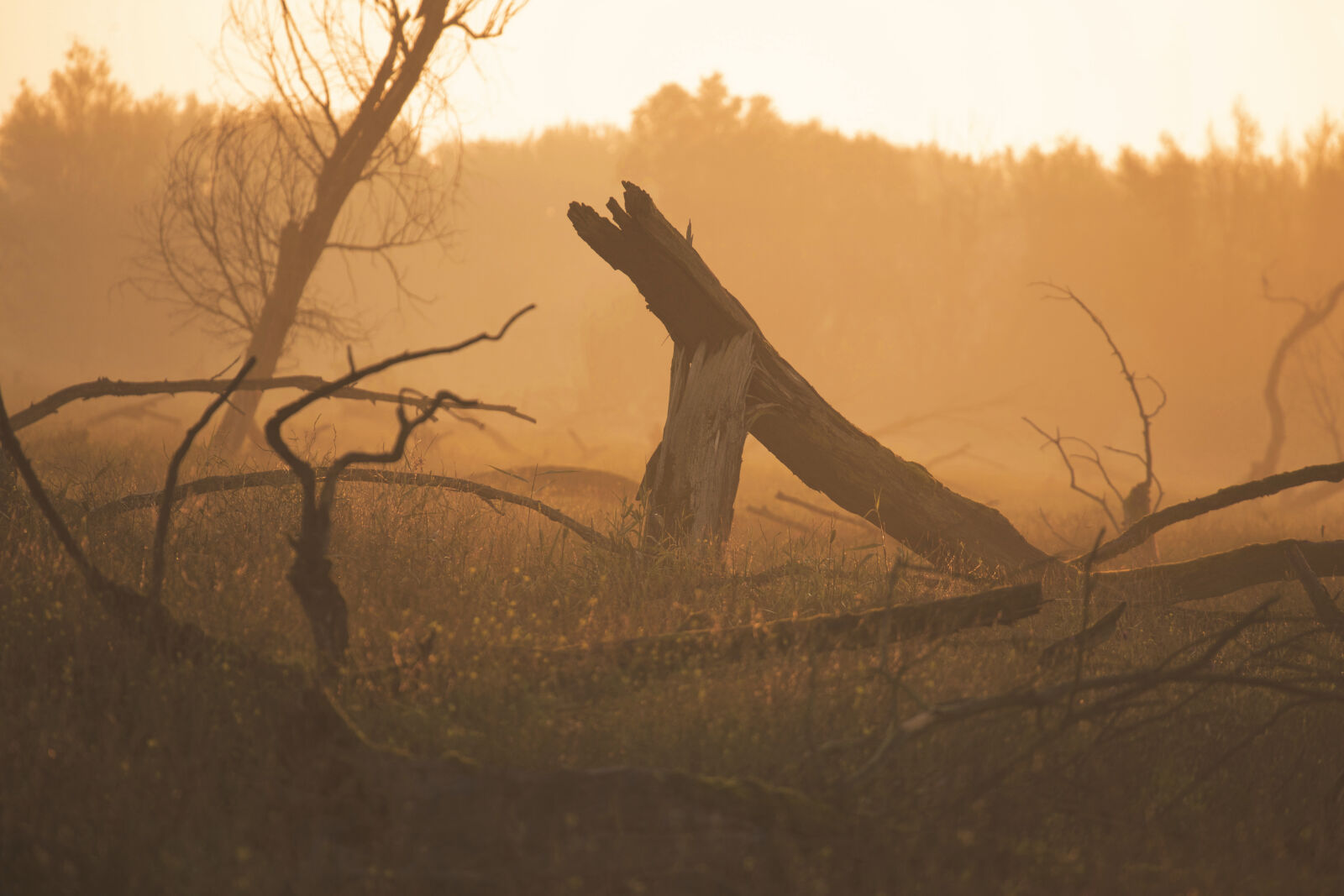 Canon EOS 6D sample photo. Morning, sun, dutch, hd photography