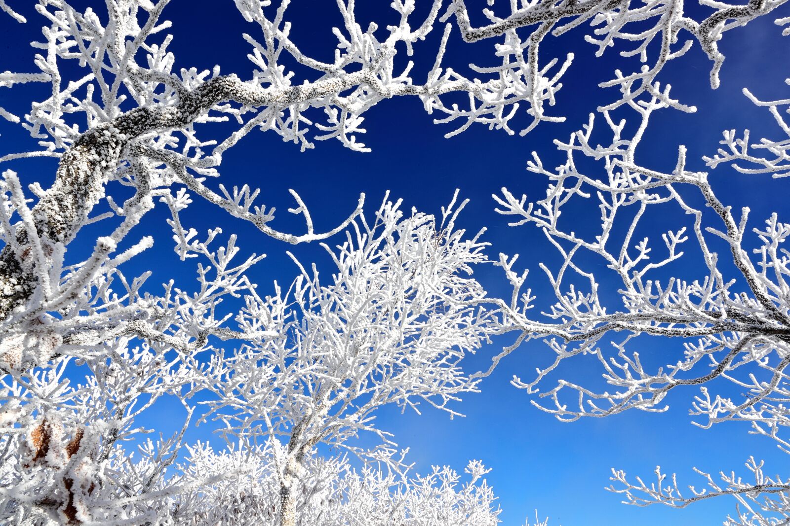 Canon EOS-1D X Mark II sample photo. Frost, winter, snow photography