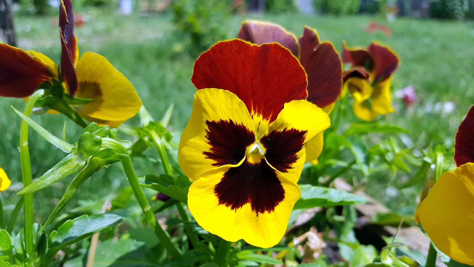 Samsung Galaxy S6 sample photo. Pansy, pansy flower, viola photography