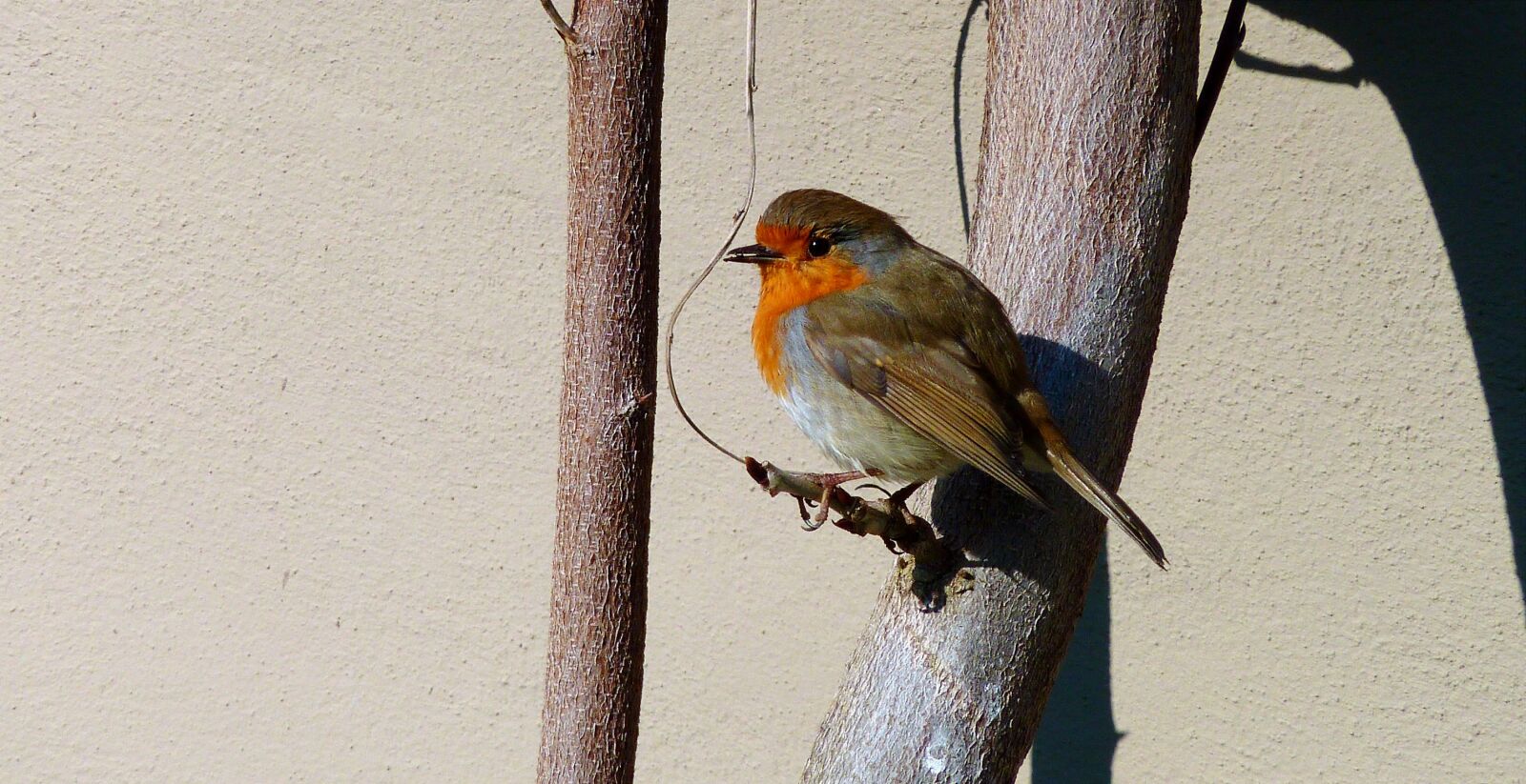 Panasonic DMC-TZ7 sample photo. Attention, plumage, feather photography