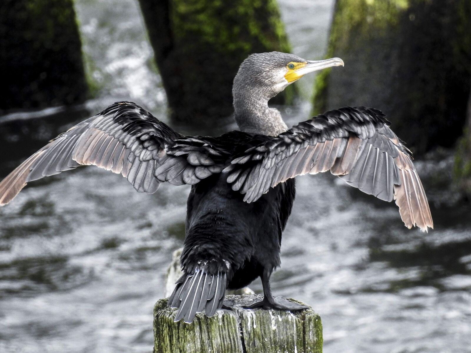 Nikon Coolpix P900 sample photo. Cormorant, bird, water bird photography