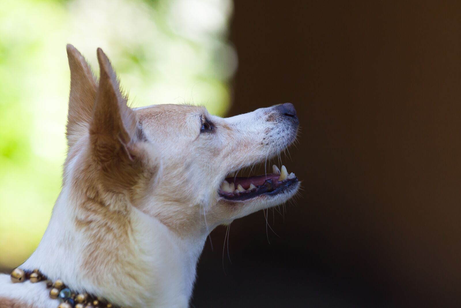 Canon EOS 50D sample photo. Podenco canario, dog breed photography