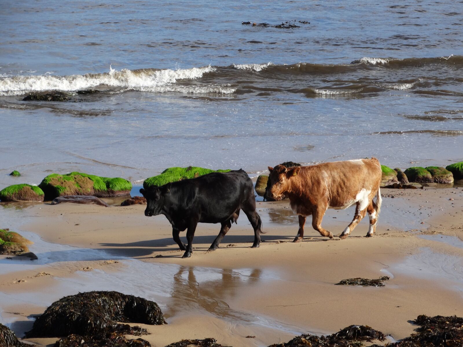 Sony Cyber-shot DSC-HX300 sample photo. Cows, beach, sea photography