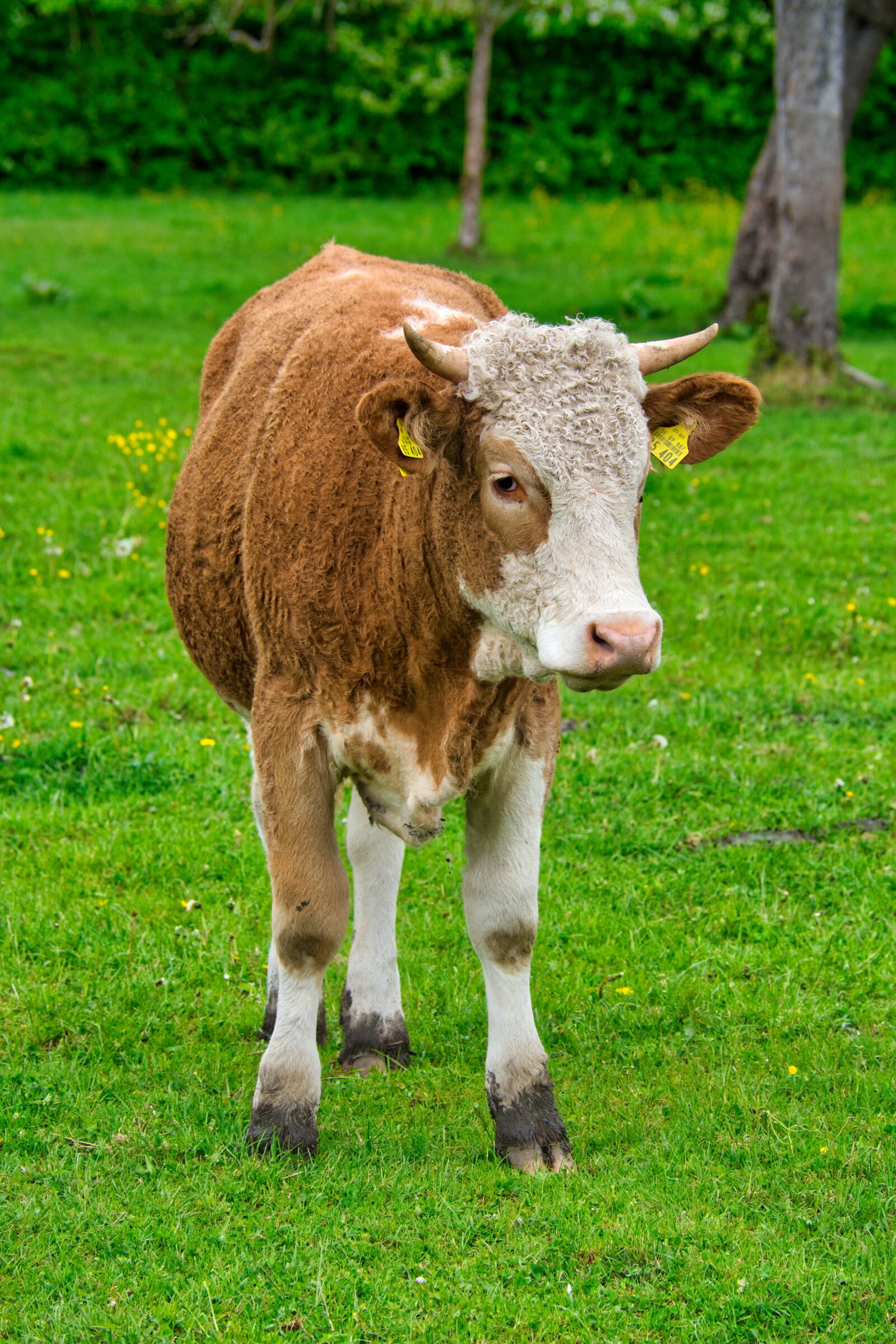 Nikon D7100 sample photo. Beef, young, animal photography