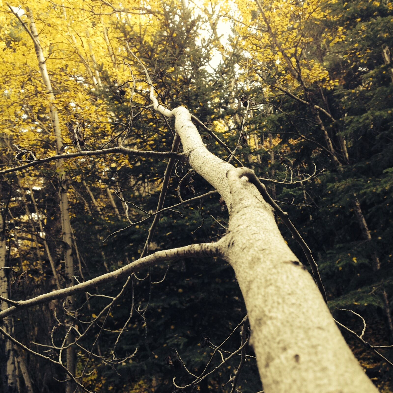 Apple iPhone 4S sample photo. Trees, forest, autumn photography
