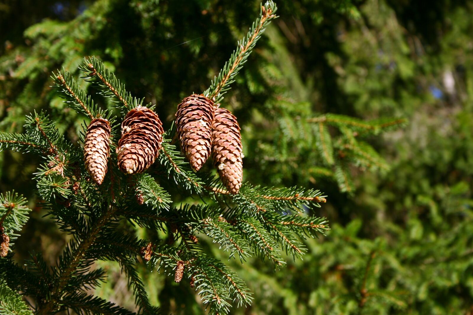 Canon EOS 300D (EOS Digital Rebel / EOS Kiss Digital) sample photo. Spruce, pine cones, tree photography