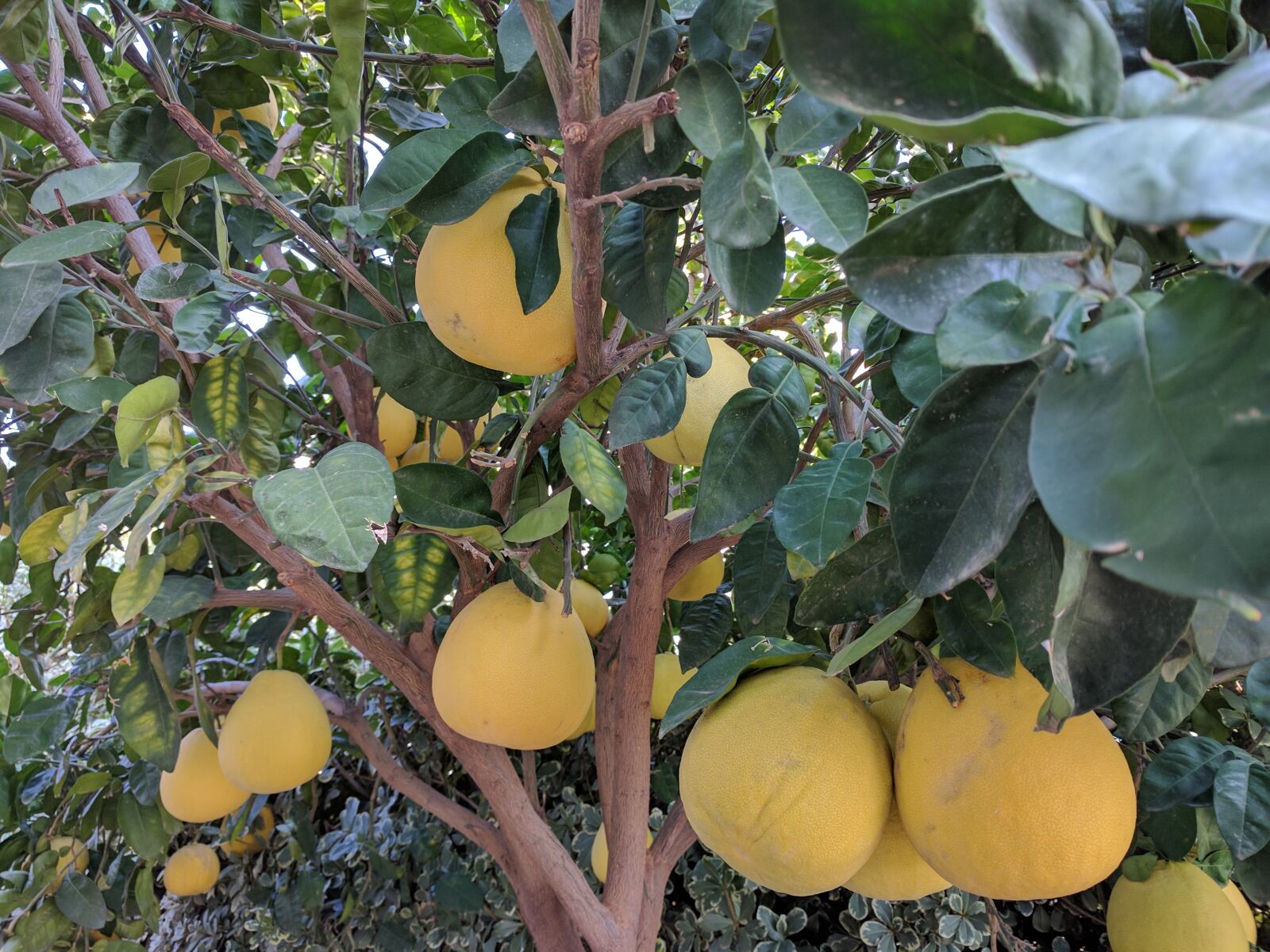 Google Nexus 6P sample photo. Grapefruits, tree, plants photography