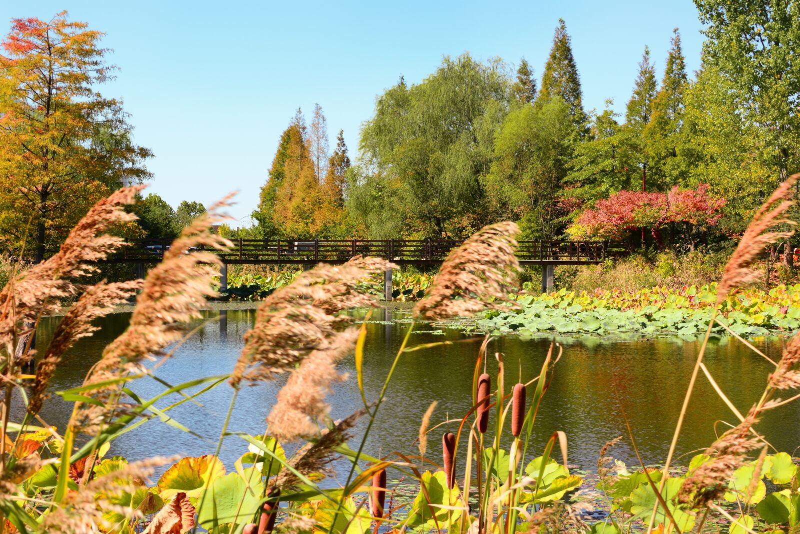 Nikon D7100 sample photo. Incheon, dream park, chrysanthemum photography