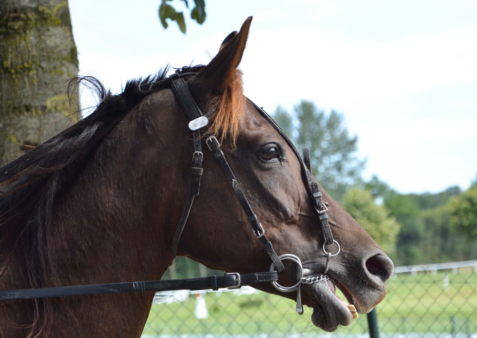 Nikon D5200 sample photo. Horse head, horse racing photography