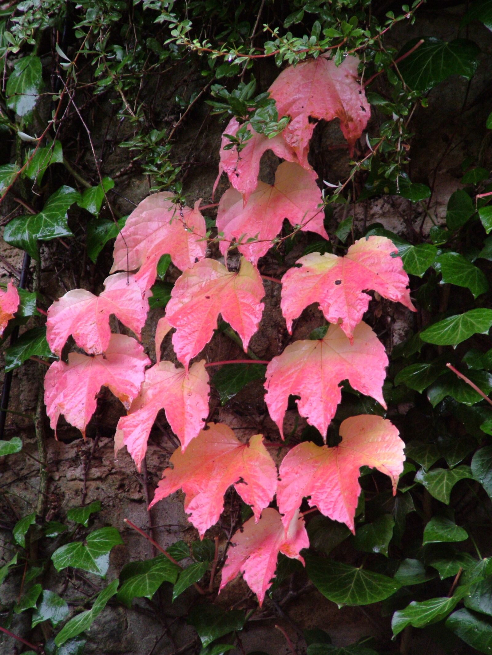 Fujifilm FinePix S7000 sample photo. Vine, ivy, red photography