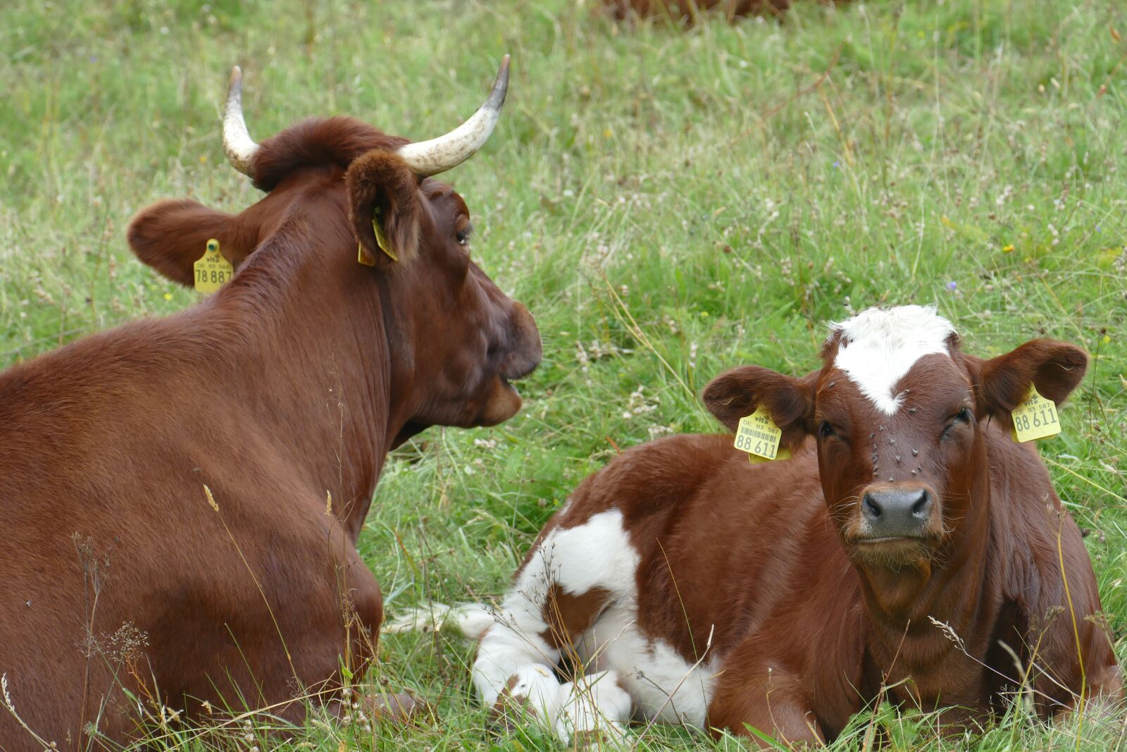 Panasonic Lumix DMC-FZ1000 sample photo. Bull, cow, calf photography