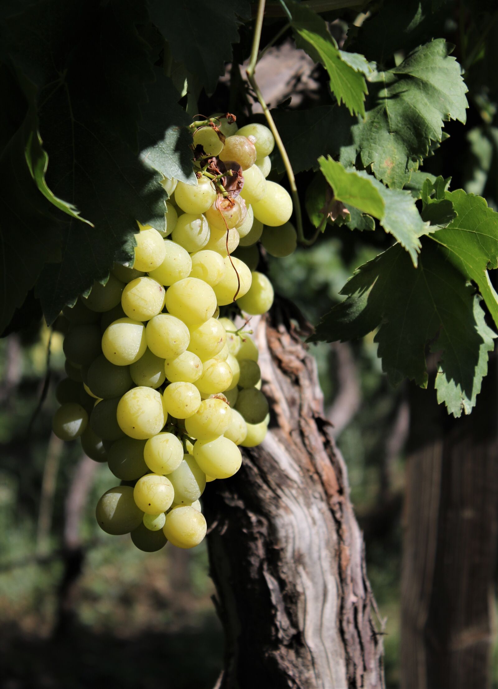 Canon EOS 7D Mark II + Canon EF-S 18-55mm F3.5-5.6 IS sample photo. Grapes, texture, grape photography