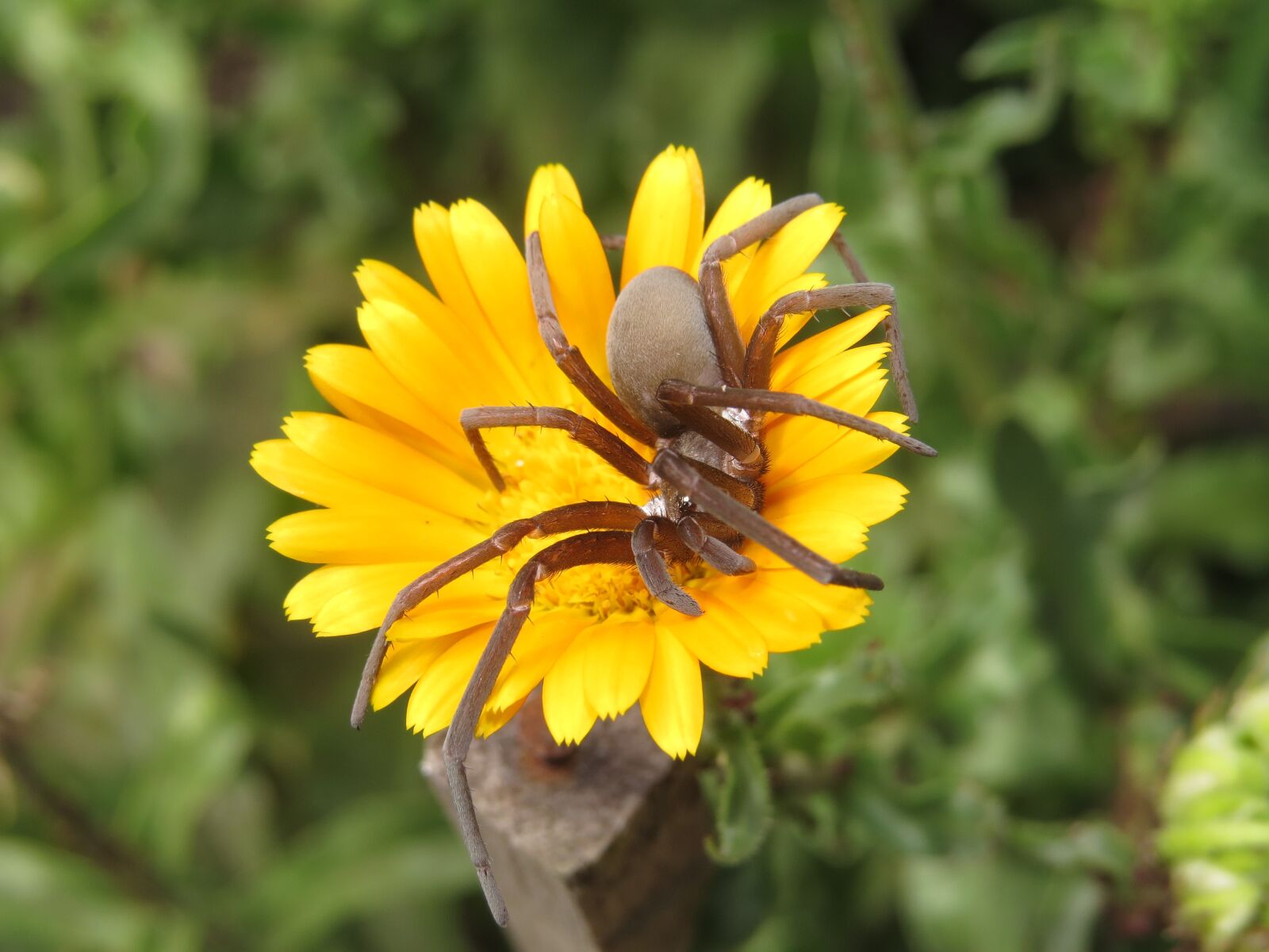Canon PowerShot SX50 HS sample photo. Macro, insect, arachnid photography