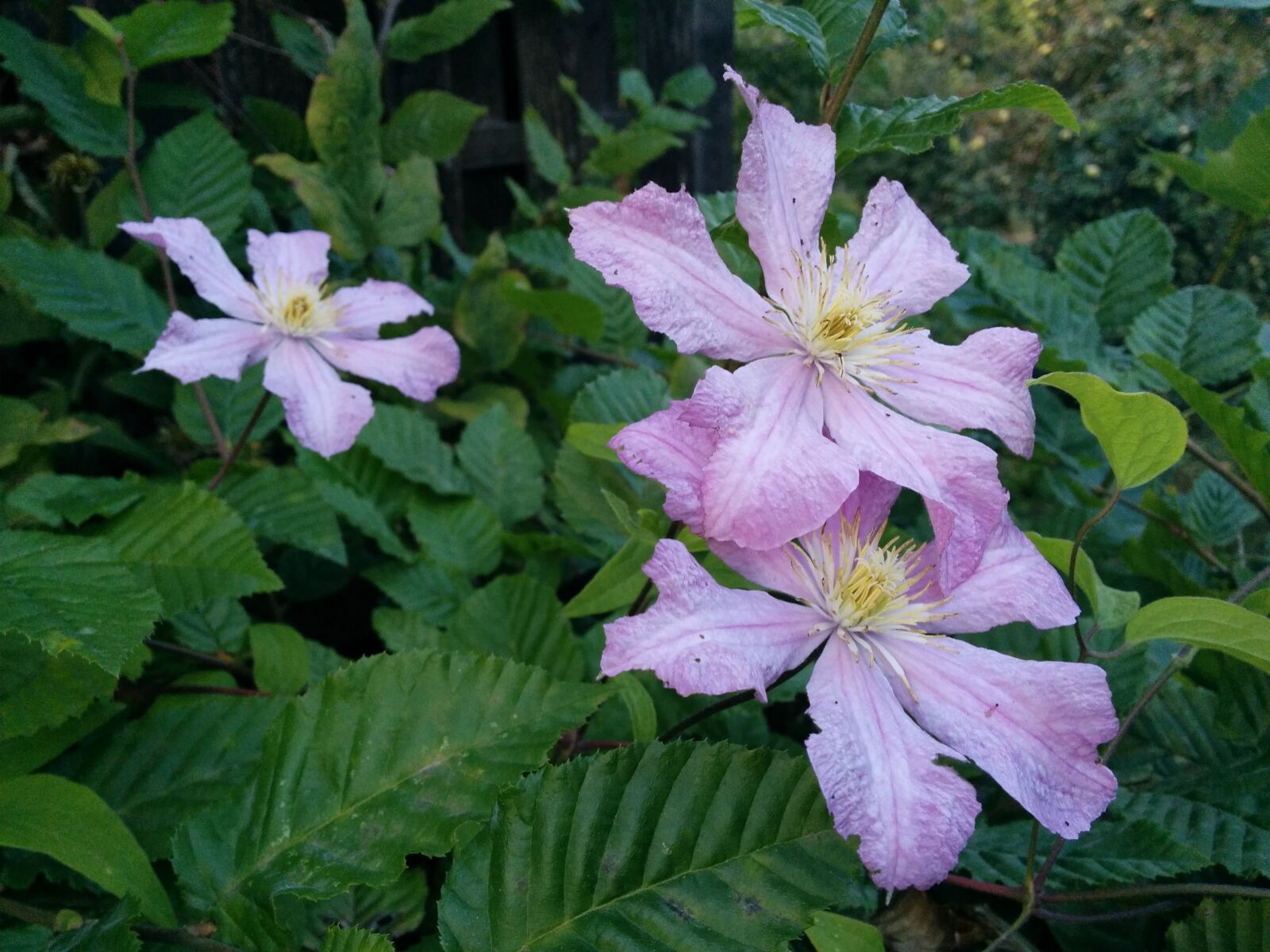 LG Nexus 5 sample photo. Flower, blossom, bloom photography
