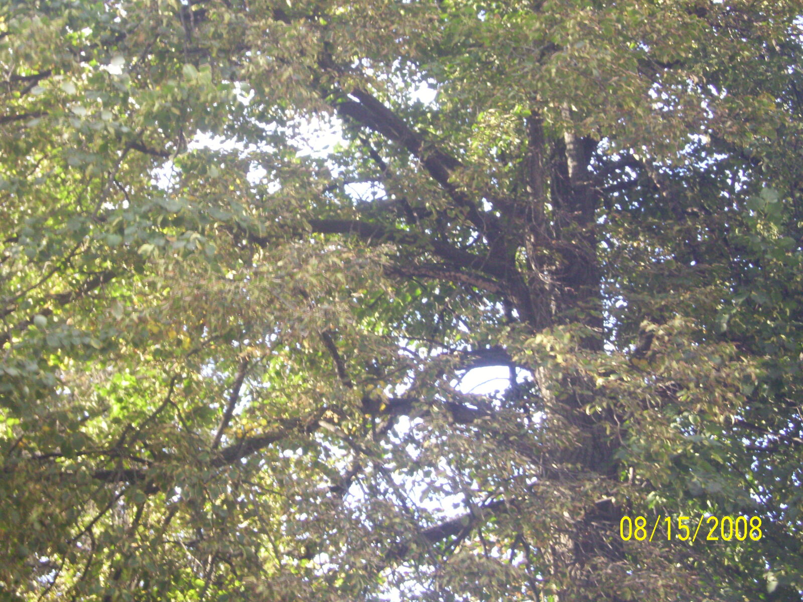 Kodak EASYSHARE M1073 IS DIGITAL CAMERA sample photo