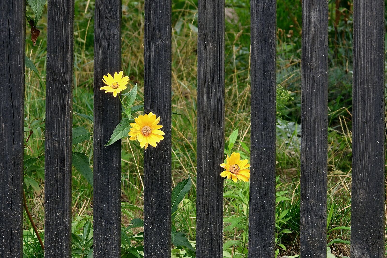 Nikon Coolpix P900 sample photo. The fence, figure, flowers photography