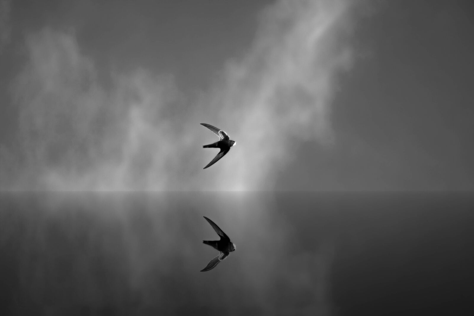 Canon EOS 750D (EOS Rebel T6i / EOS Kiss X8i) sample photo. Schwalbe, bird, air photography