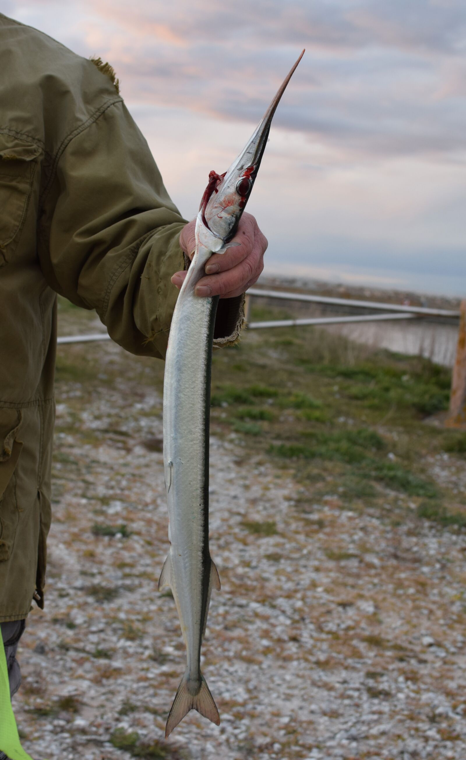 Nikon D5300 sample photo. Garfish, fish, some of photography