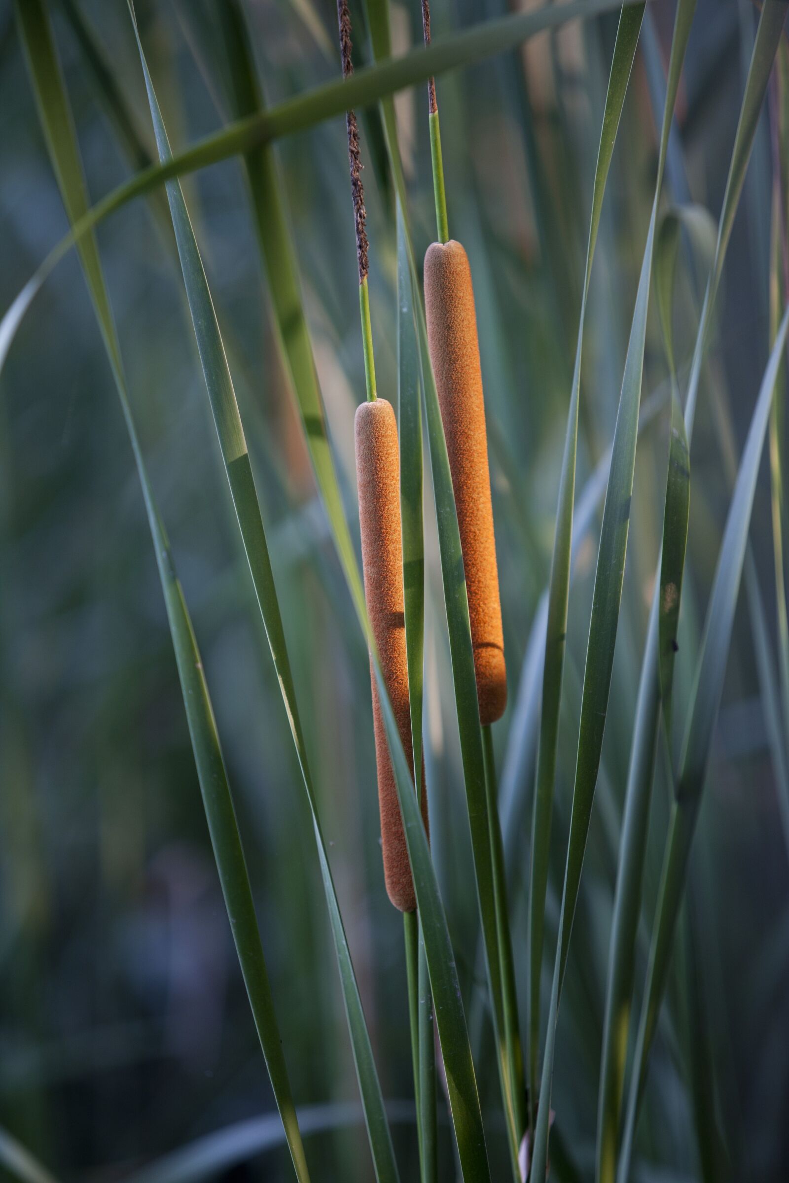 Canon EOS 5D sample photo. Lake, reed, pond photography