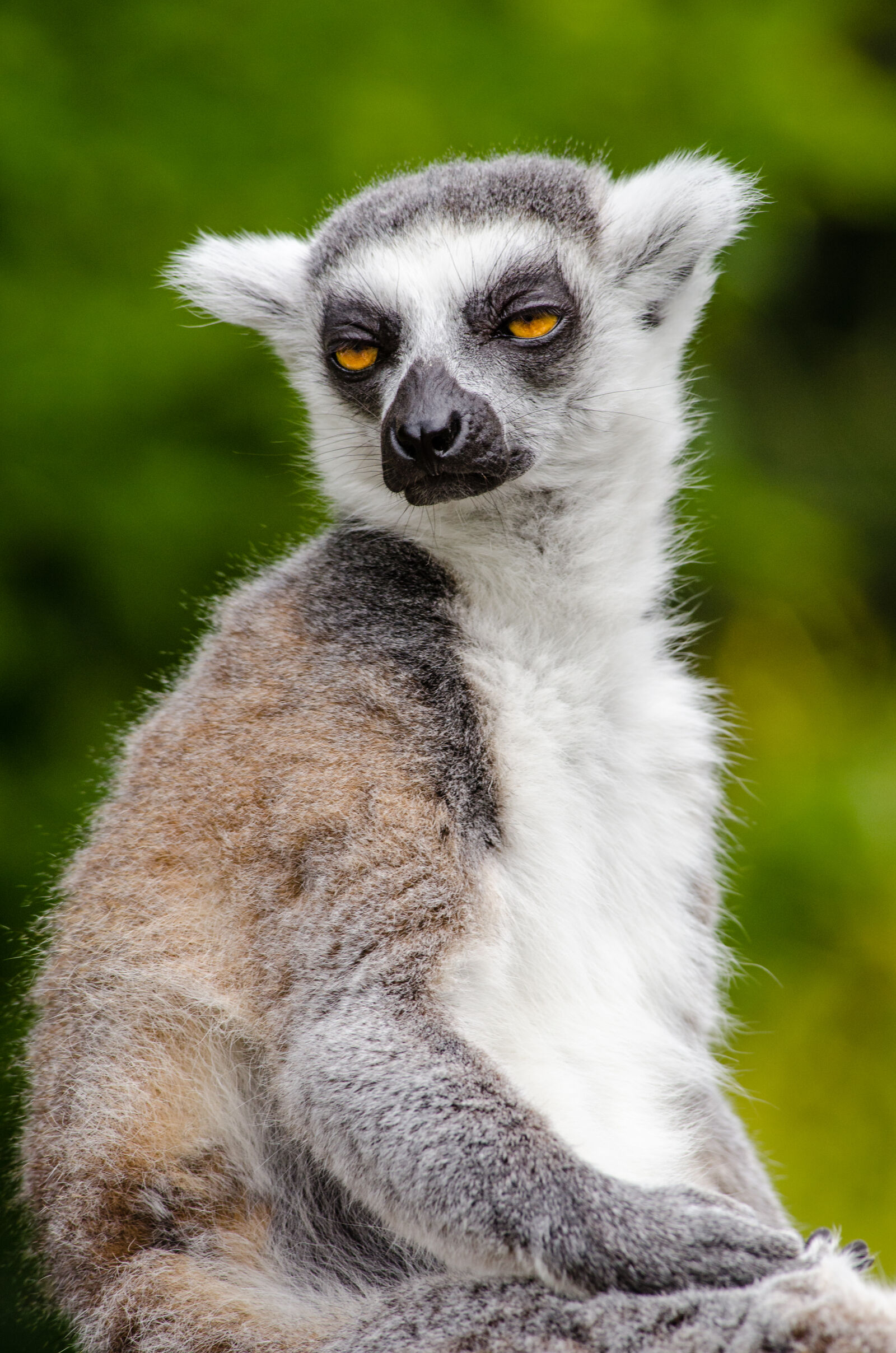 Nikon D7000 + Sigma APO Tele Macro 300mm F4 sample photo