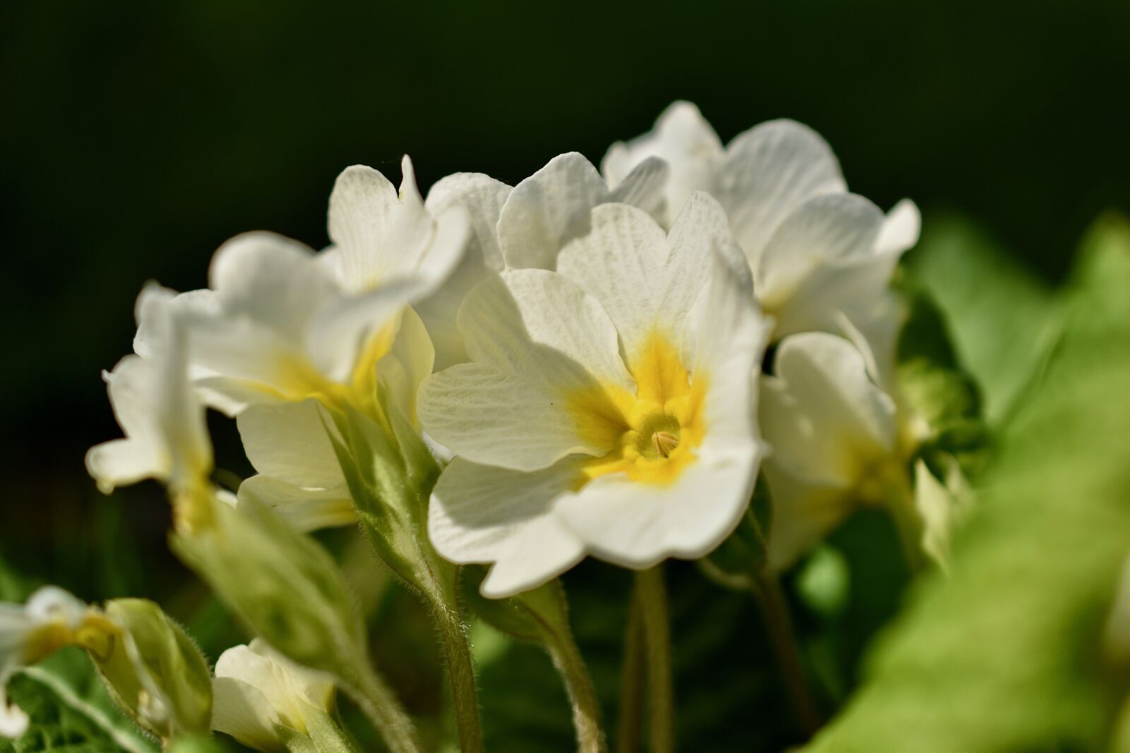 Nikon D5600 sample photo. Flowers, primrose, spring photography