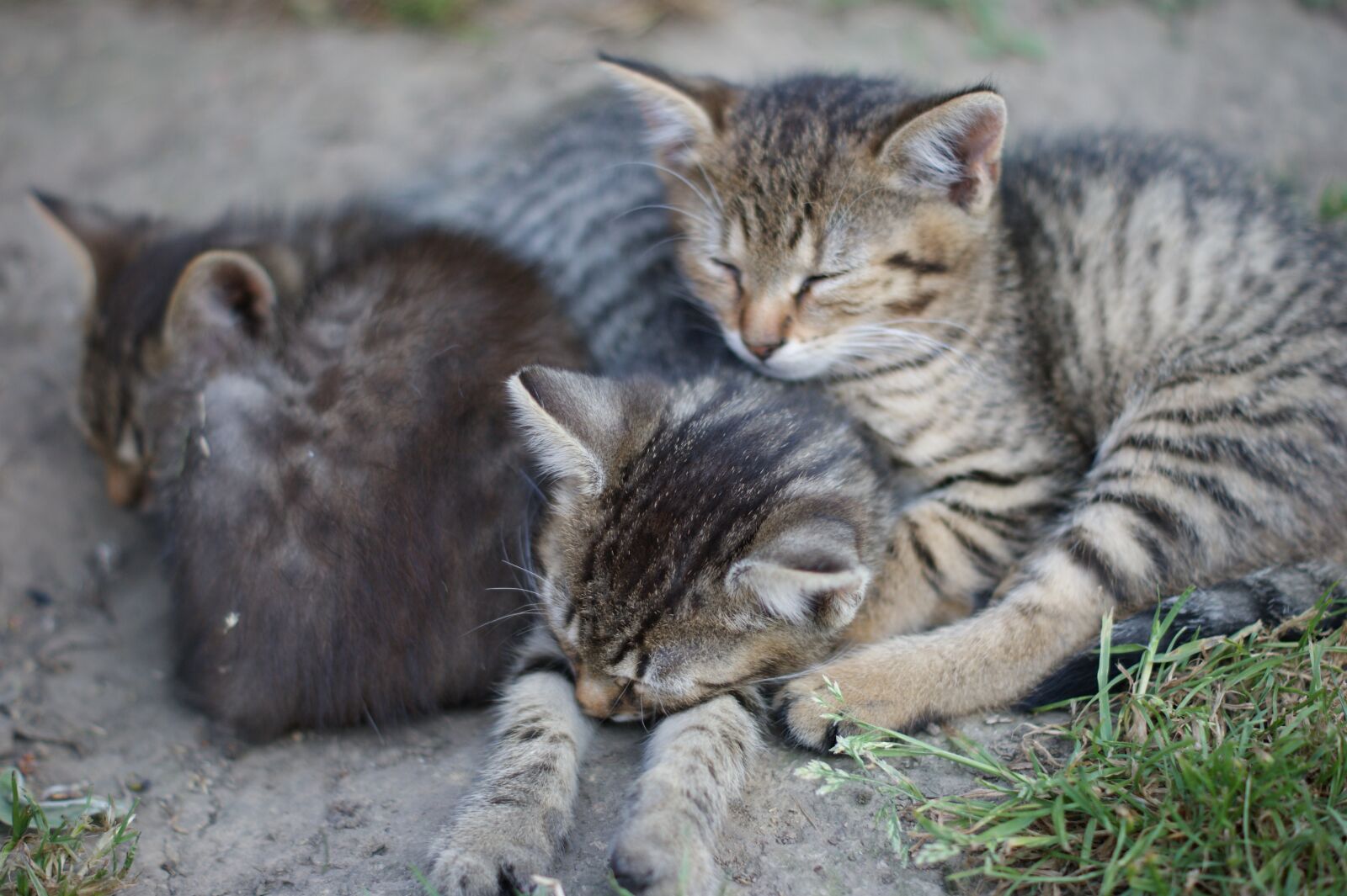 Sony Alpha DSLR-A390 sample photo. Sony, dream, cats photography