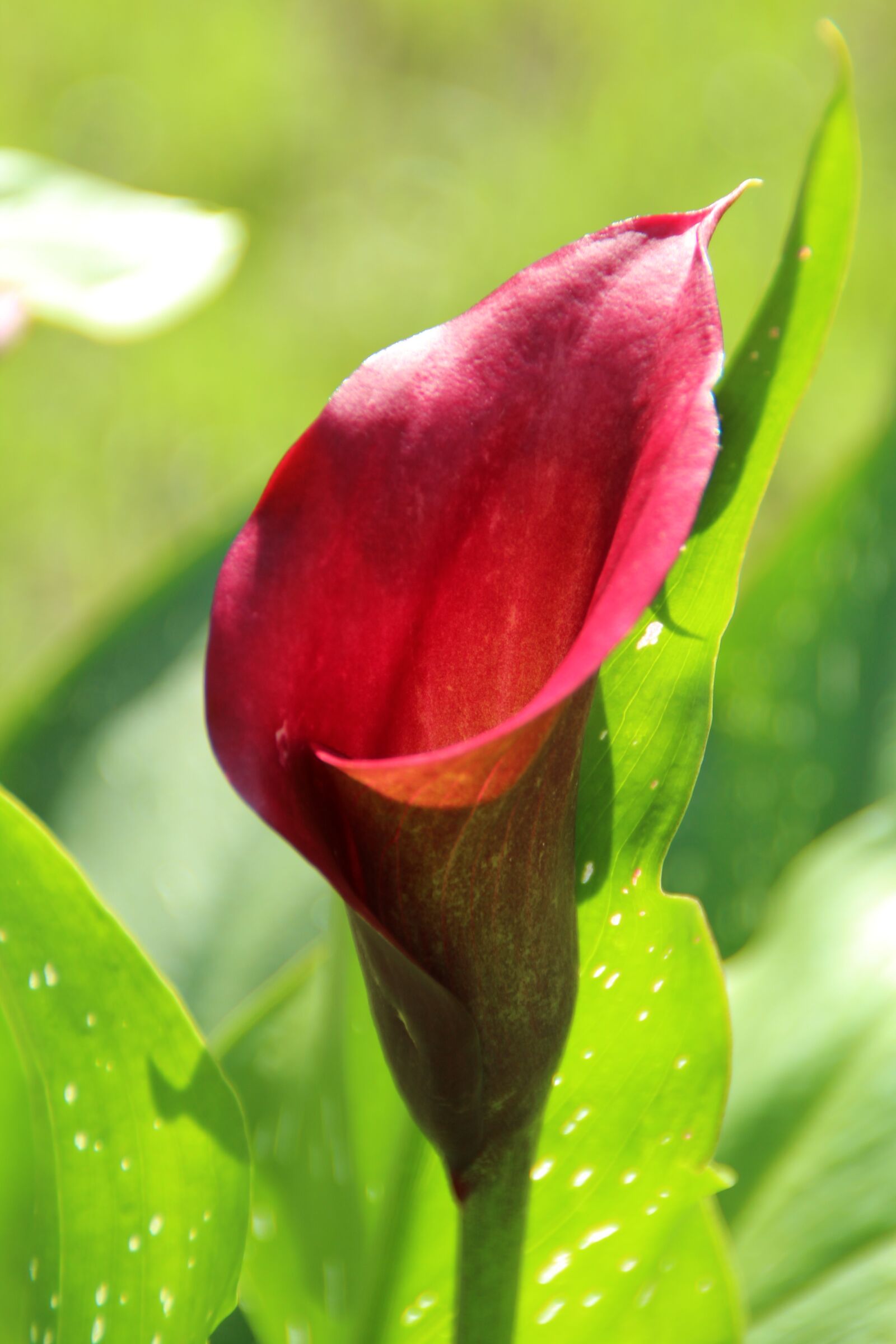 Canon EOS 1200D (EOS Rebel T5 / EOS Kiss X70 / EOS Hi) sample photo. Calla, blossom, bloom photography