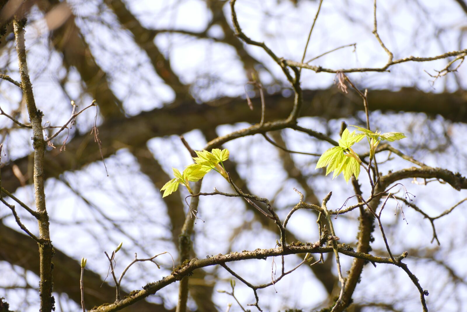 Panasonic Lumix DMC-FZ1000 sample photo. Spring, coming, soon photography