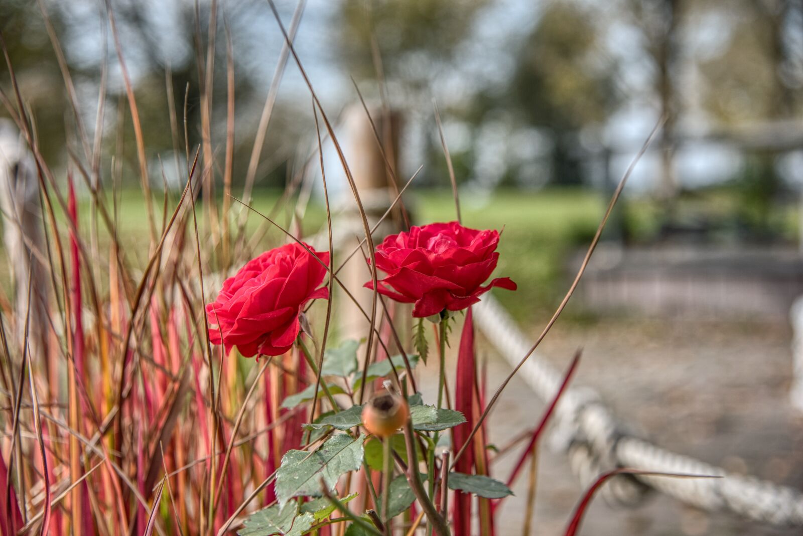 Nikon D750 sample photo. Autumn, seeanlage, park photography