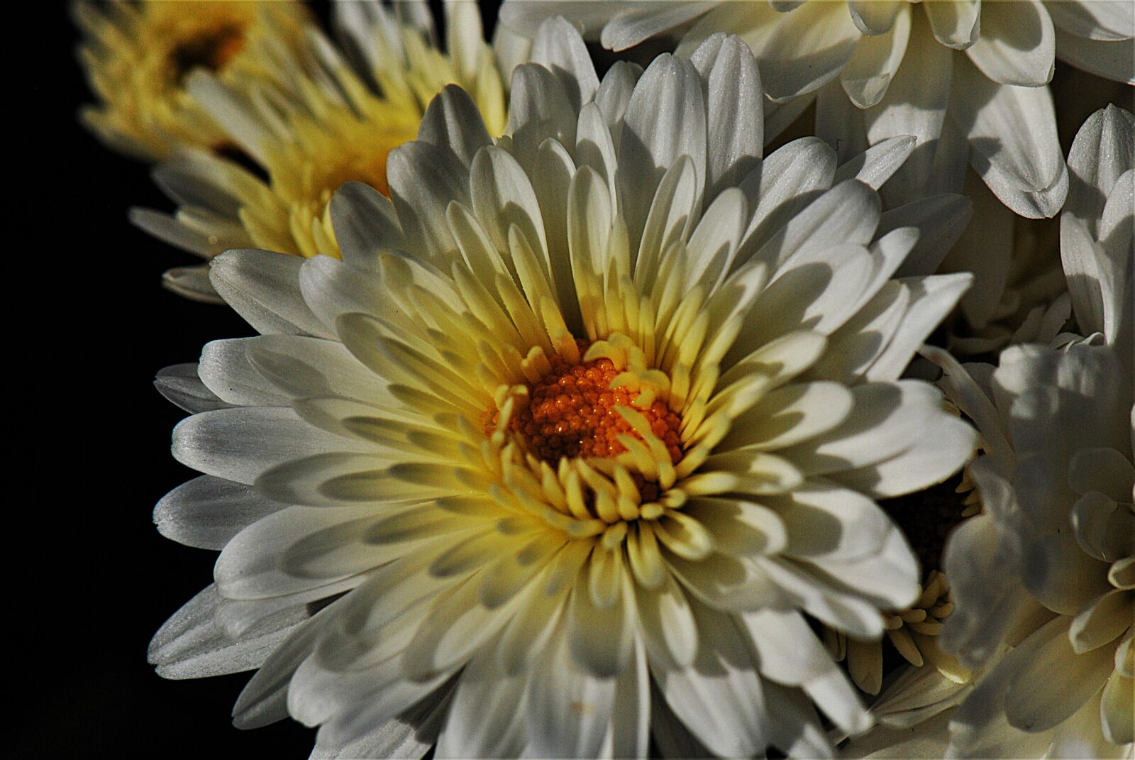 Nikon D80 sample photo. Chrysanthemums, white, flower photography