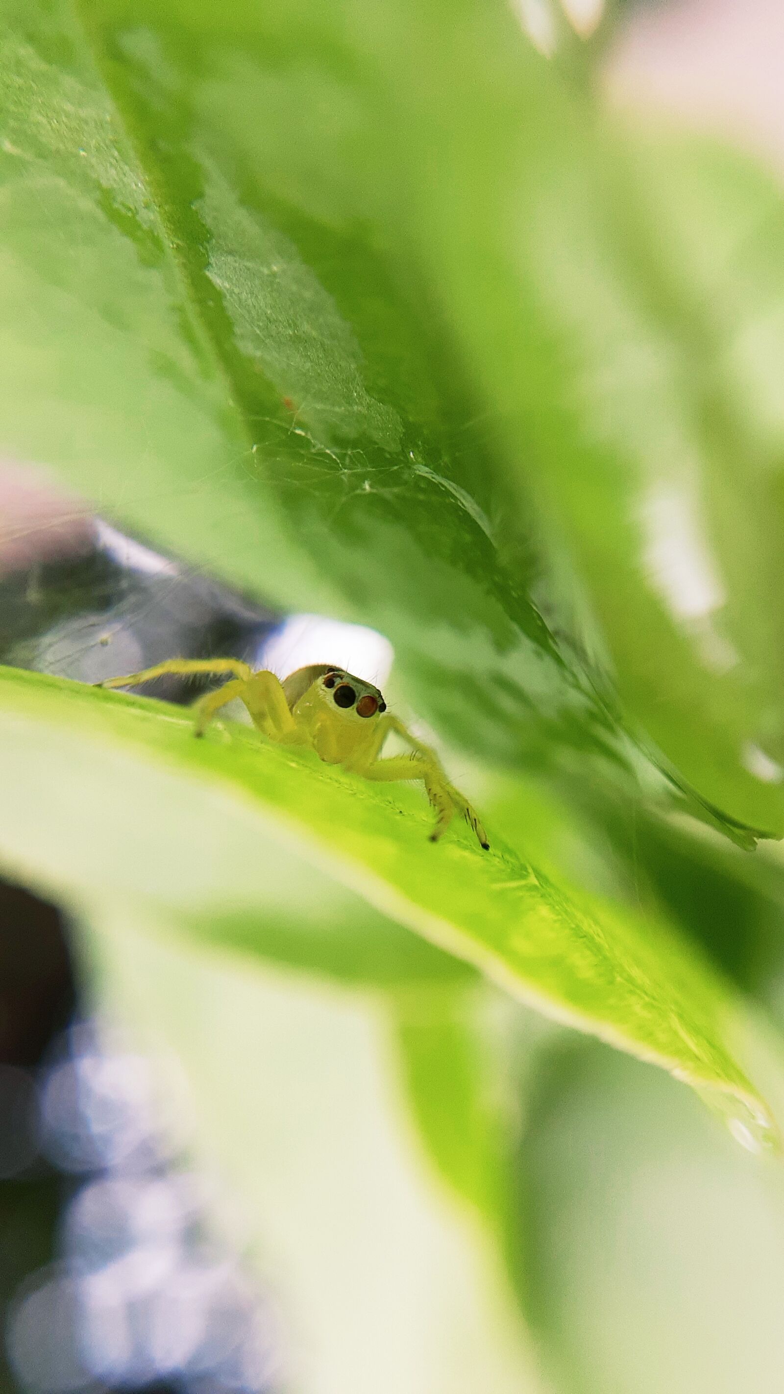 Samsung Galaxy A20 sample photo. Spider, leaf, insect photography