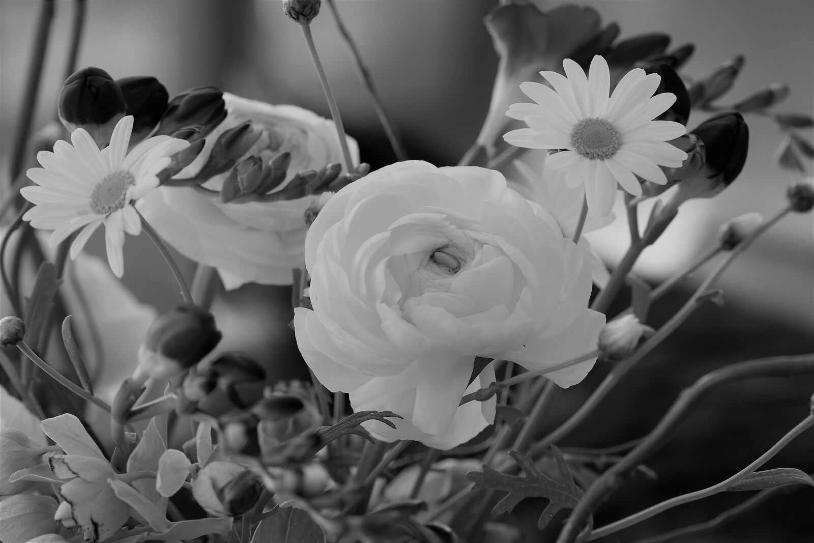 Nikon D5500 sample photo. Flower, blossom, bloom photography
