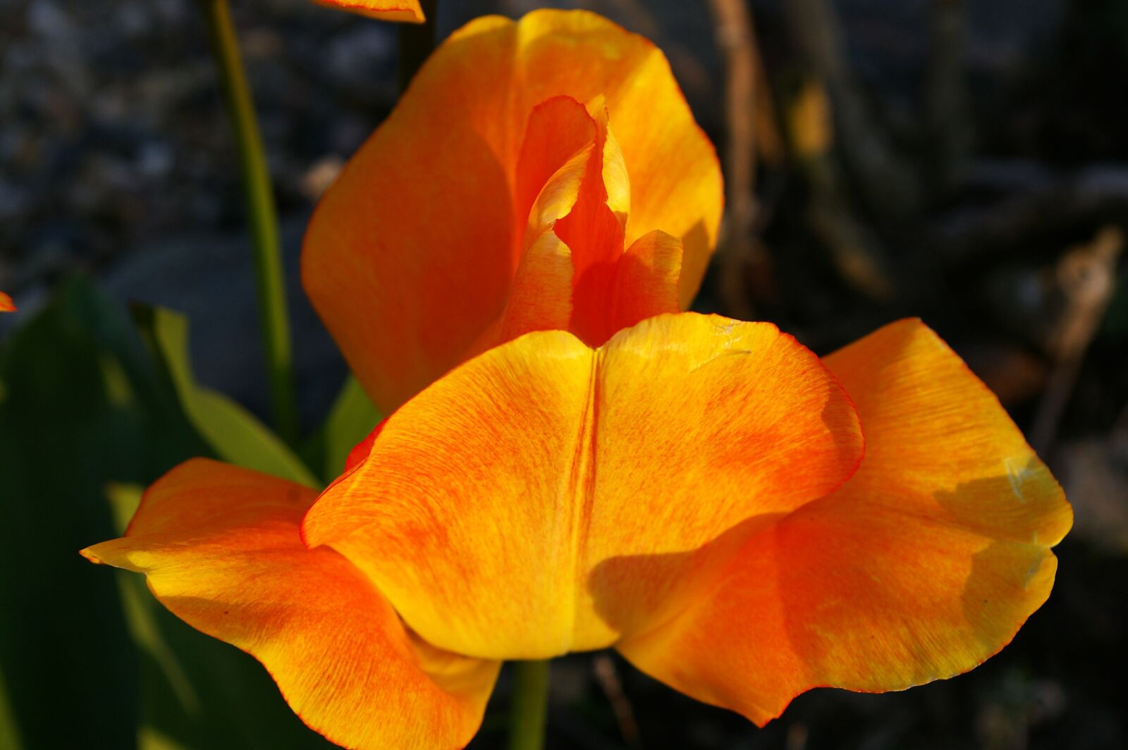 Pentax *ist DL2 sample photo. Tulips, yellow tumor, orange photography