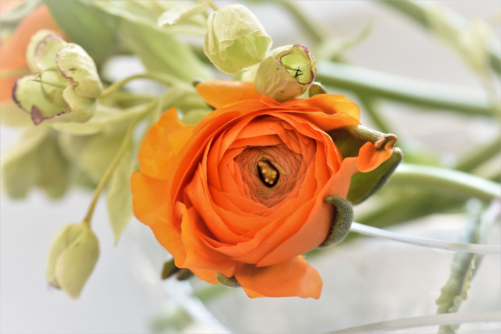 Nikon D5500 sample photo. Flower blossom, leaves, white photography