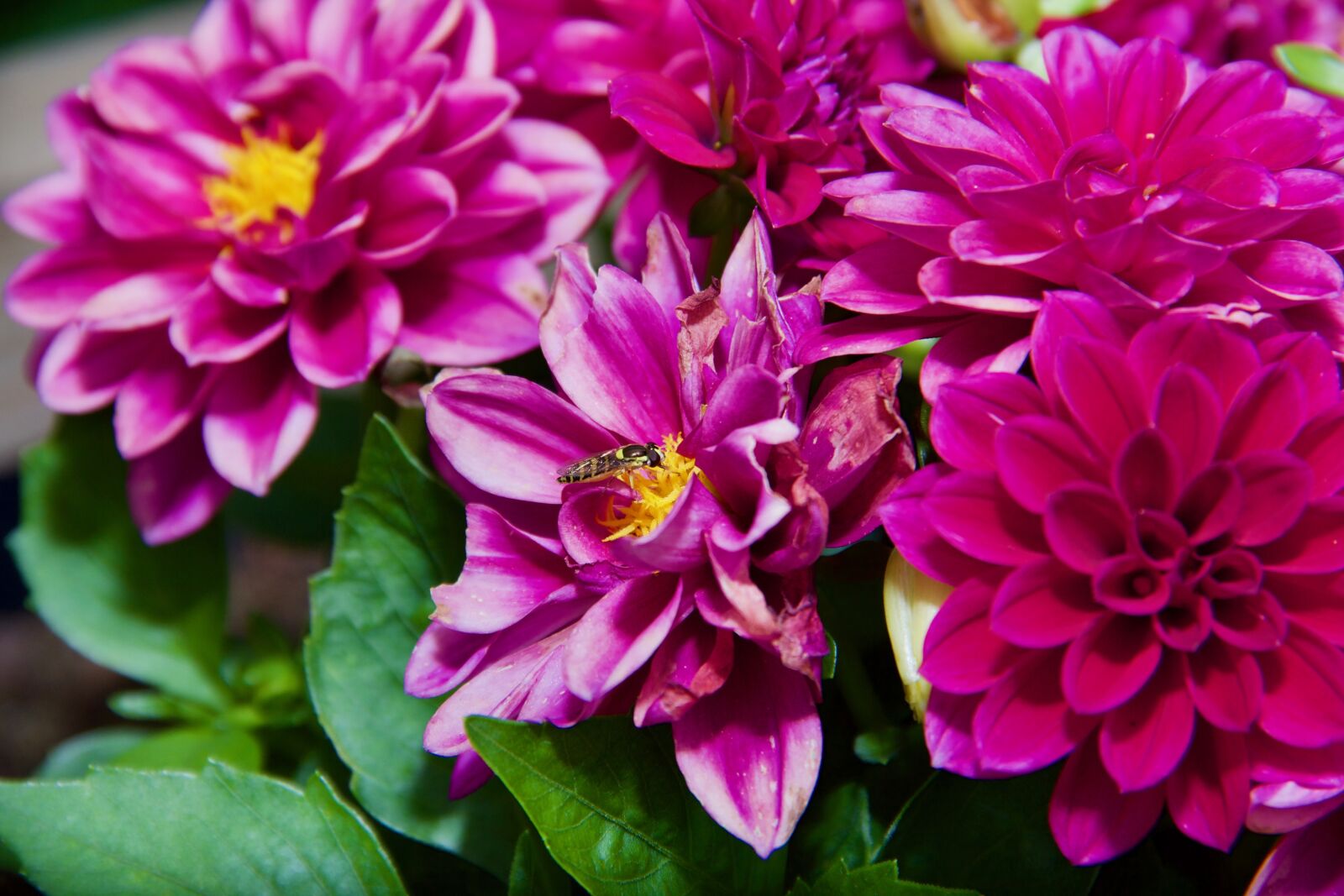 Canon EF-S 18-135mm F3.5-5.6 IS sample photo. Flower, fly, hoverfly photography