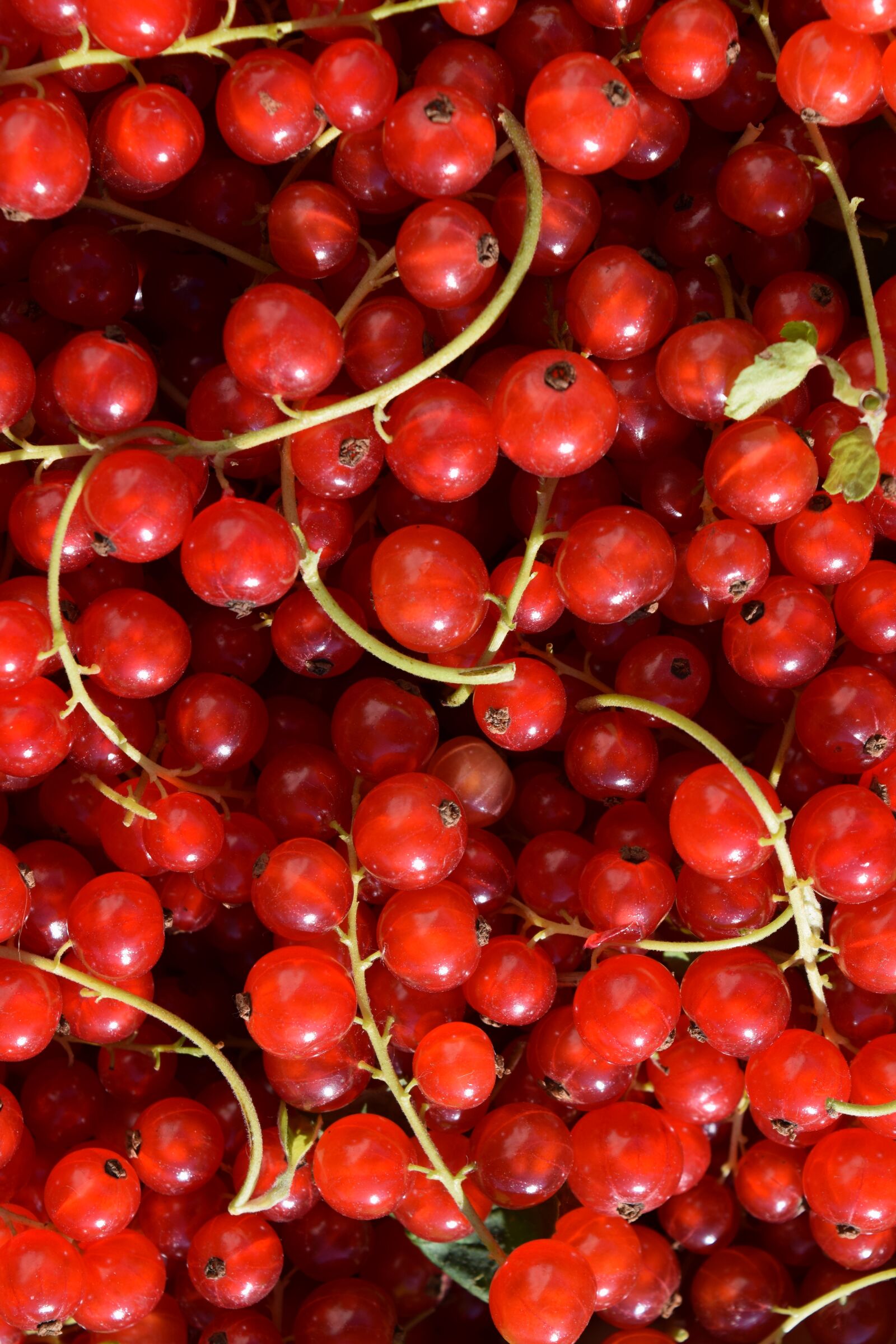 Nikon D3300 sample photo. Currants, background, fruit photography