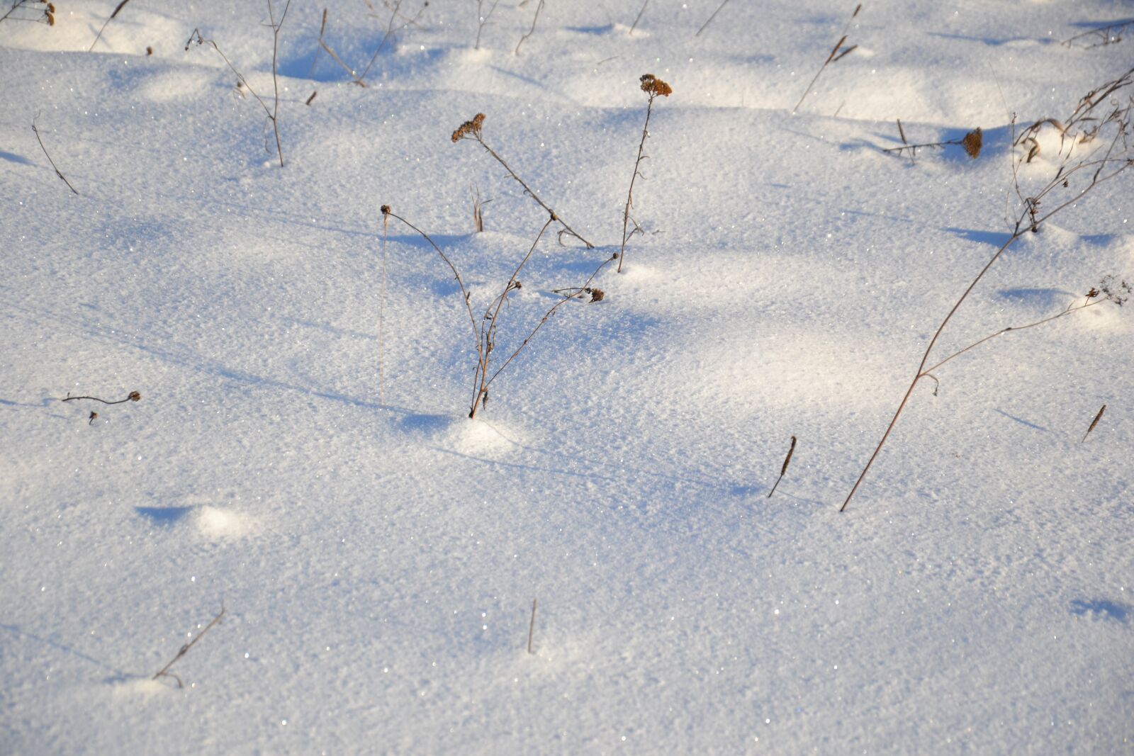 Nikon D3100 sample photo. Winter, snow, nature photography