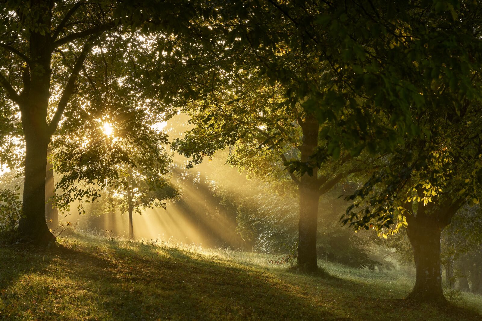 Sony ILCA-77M2 sample photo. Fog, forest, magic photography