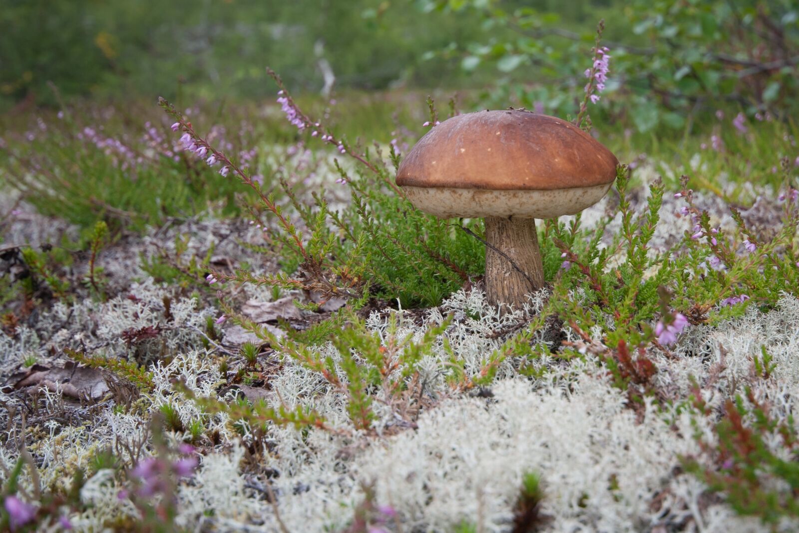 Canon EOS 400D (EOS Digital Rebel XTi / EOS Kiss Digital X) sample photo. Mushroom, norway, moss photography