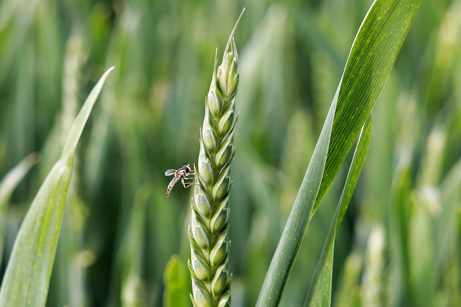 Canon EOS R sample photo. Ear, wheat, wheat field photography